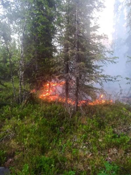 При тушении лесного пожара в Мурманской области спасли берлогу медведя При тушении лесного пожара в Мурманской области спасли берлогу медведя