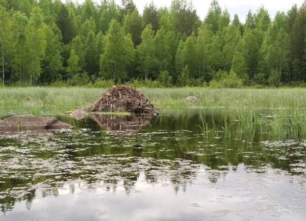 Фото ондатры и её жилища показали сотрудники Кандалакшского заповедника Мурманской области