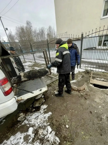 Годы мучений. История собак, за которой следила вся Мурманская область, получила продолжение Годы мучений. История собак, за которой следила вся Мурманская область, получила продолжение